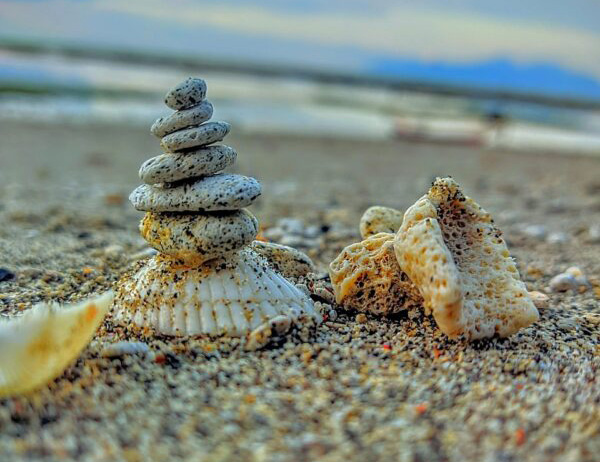 shells on beach